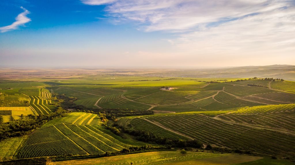 Vigneti collinari di Dealu Mare al tramonto